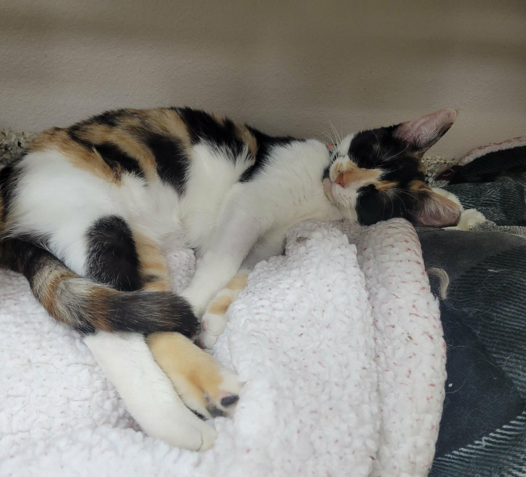 Enlarge Quilt, an adopted Domestic Short Hair in Parma, OH image 3/4