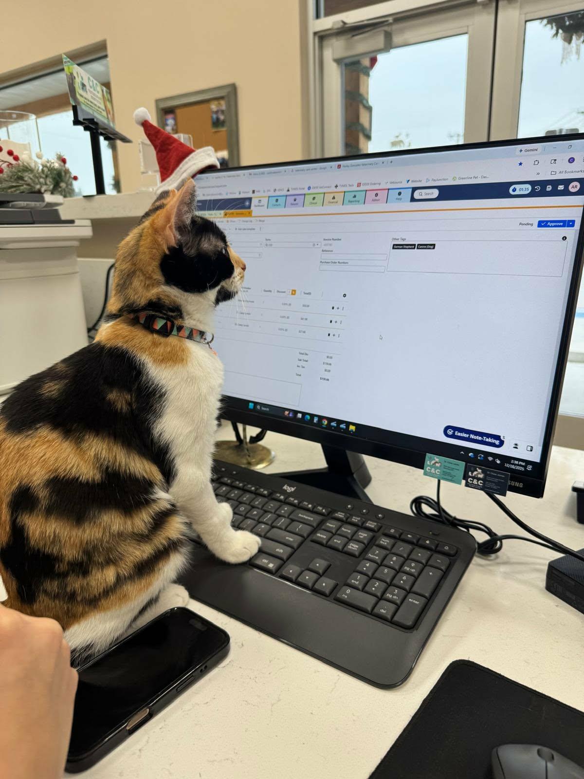 Quilt, adopted, Kitten Female Domestic Short Hair.