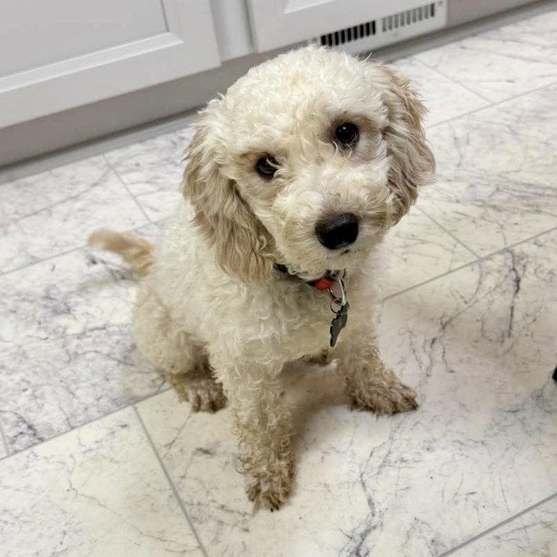 Enlarge Claire, a Adoptable Poodle in Hillsborough , NC image 1/3
