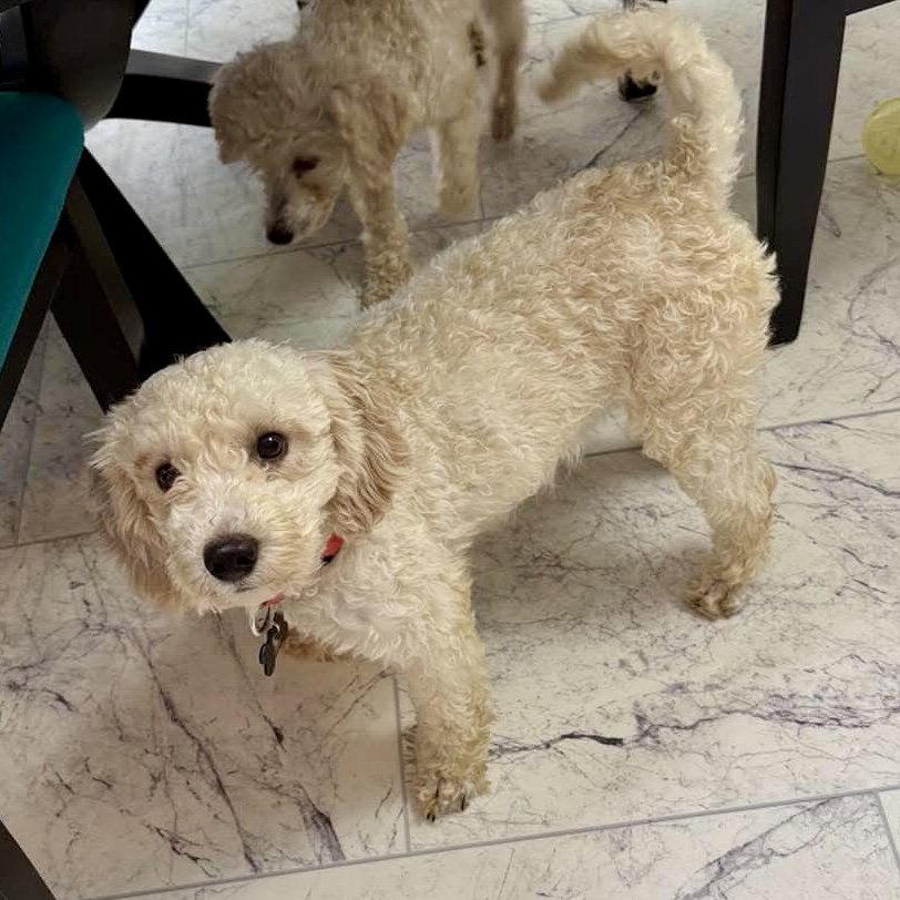 Enlarge Claire, a Adoptable Poodle in Hillsborough , NC image 2/3