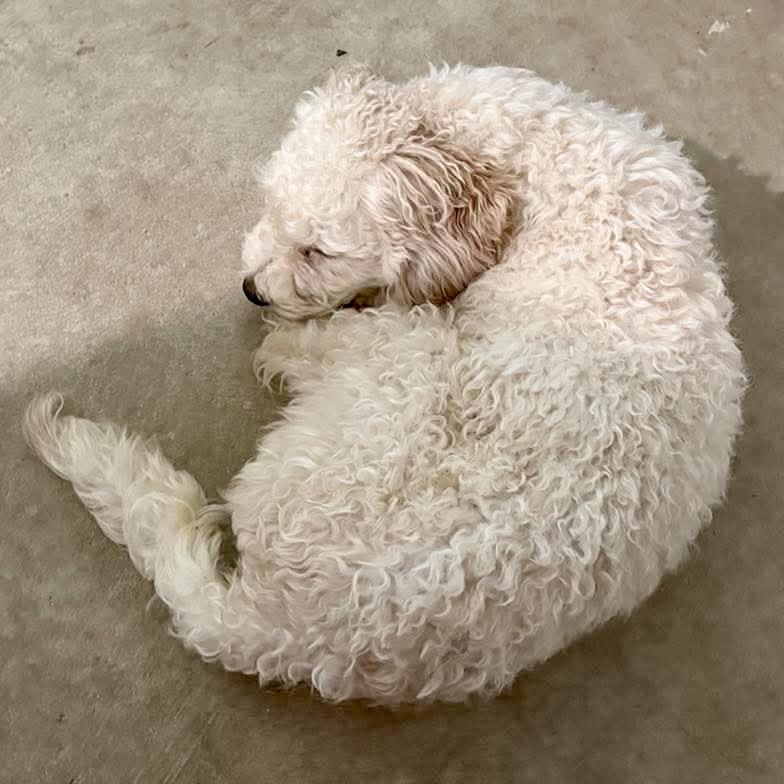 Enlarge Claire, a Adoptable Poodle in Hillsborough , NC image 3/3