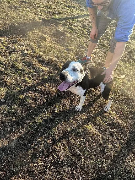 Pitty Pablo, a Adoptable mixed breed in Terre Haute, IN image 1/5