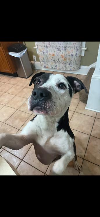 Pitty Pablo, a Adoptable mixed breed in Terre Haute, IN image 2/5