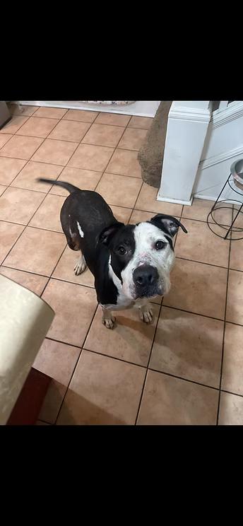 Pitty Pablo, a Adoptable mixed breed in Terre Haute, IN image 3/5