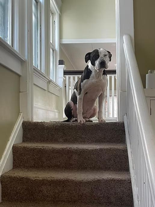 Pitty Pablo, a Adoptable mixed breed in Terre Haute, IN image 4/5