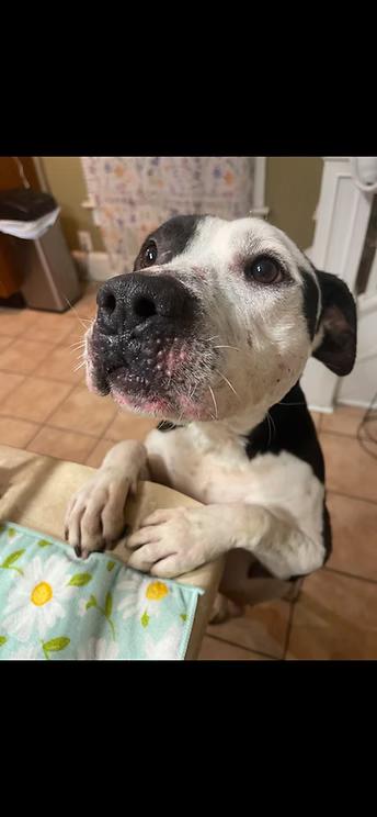 Pitty Pablo, a Adoptable mixed breed in Terre Haute, IN image 5/5