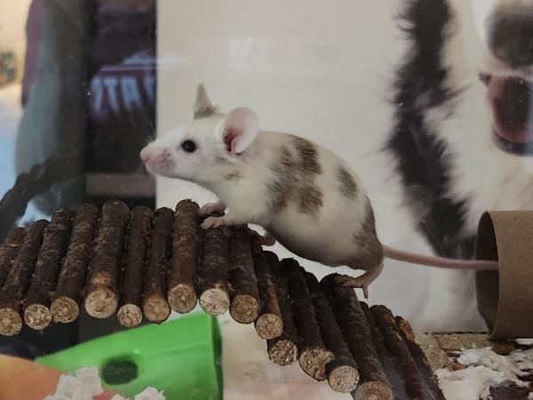 Penny, Perdita & Jewel, adopted, Young Female Mouse.