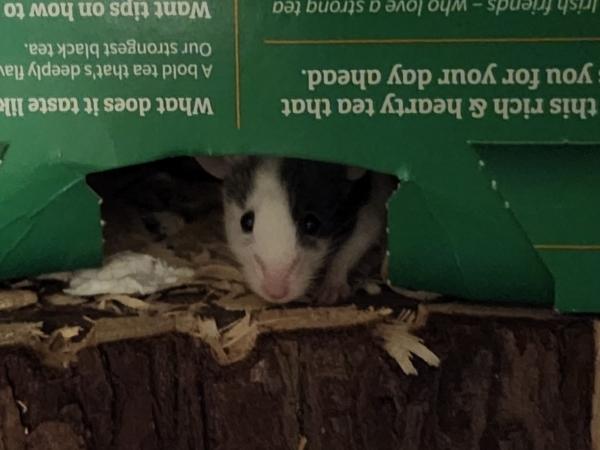 Penny, Perdita & Jewel, an adopted Mouse in Bristol, CT image 6/6