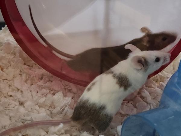 Penny, Perdita & Jewel, an adopted Mouse in Bristol, CT image 4/6
