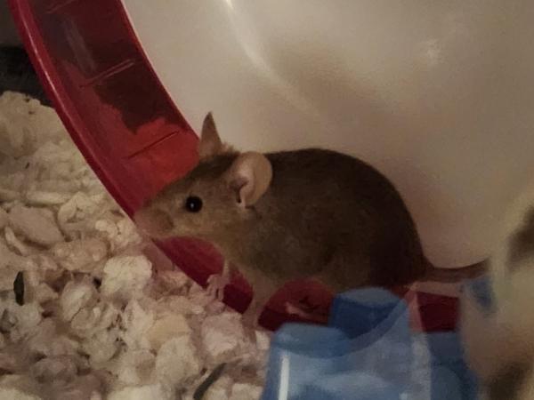 Penny, Perdita & Jewel, an adopted Mouse in Bristol, CT image 5/6