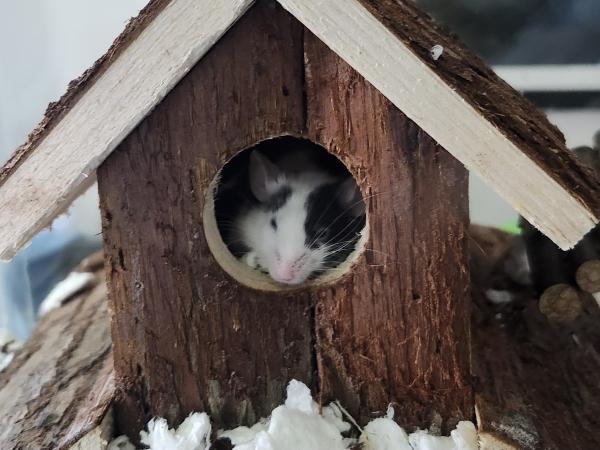 Penny, Perdita & Jewel, an adopted Mouse in Bristol, CT image 2/6