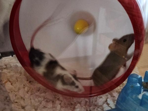 Penny, Perdita & Jewel, an adopted Mouse in Bristol, CT image 3/6