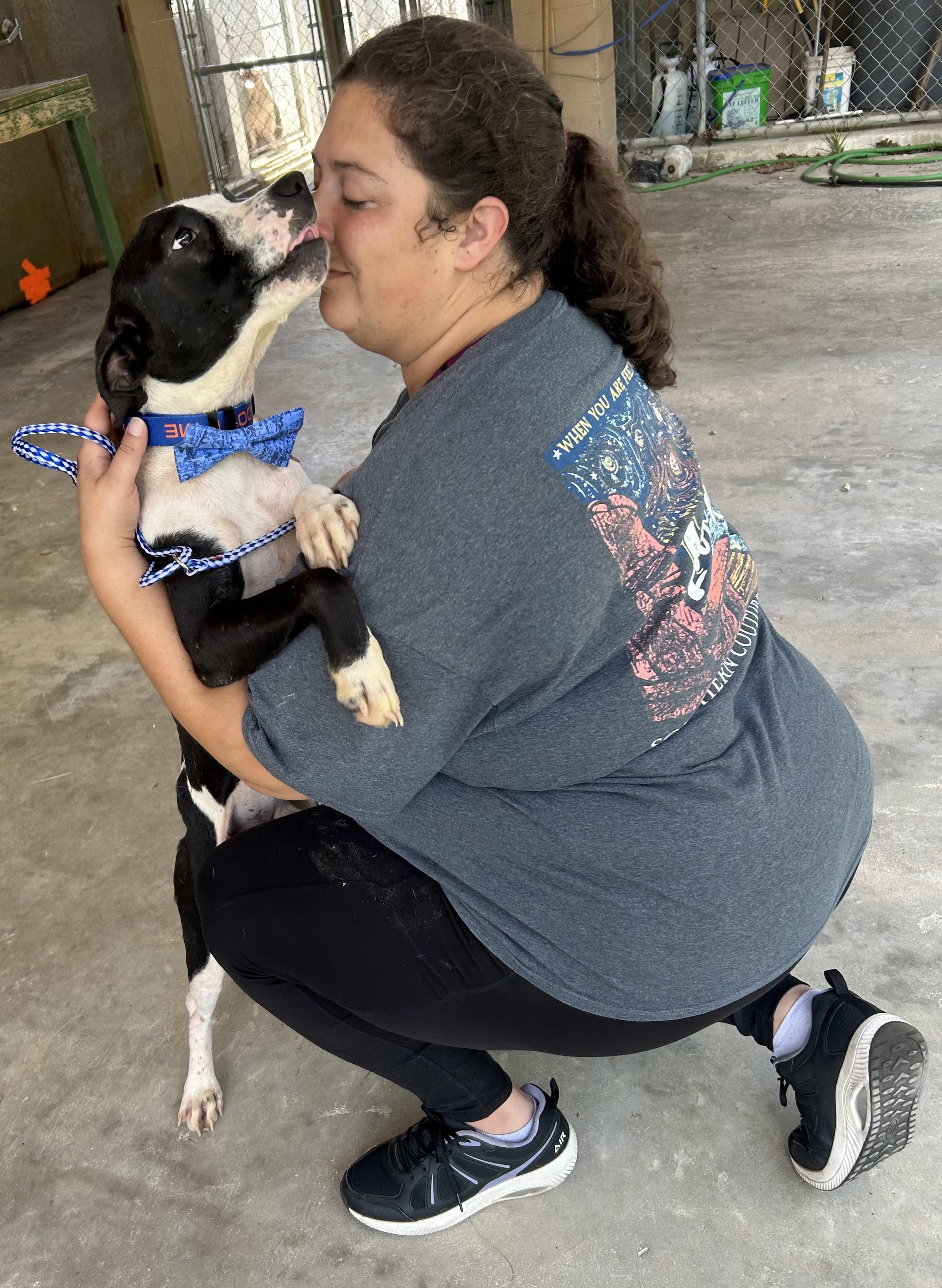 Duke, Adoptable, Young Male Hound & American Staffordshire Terrier.