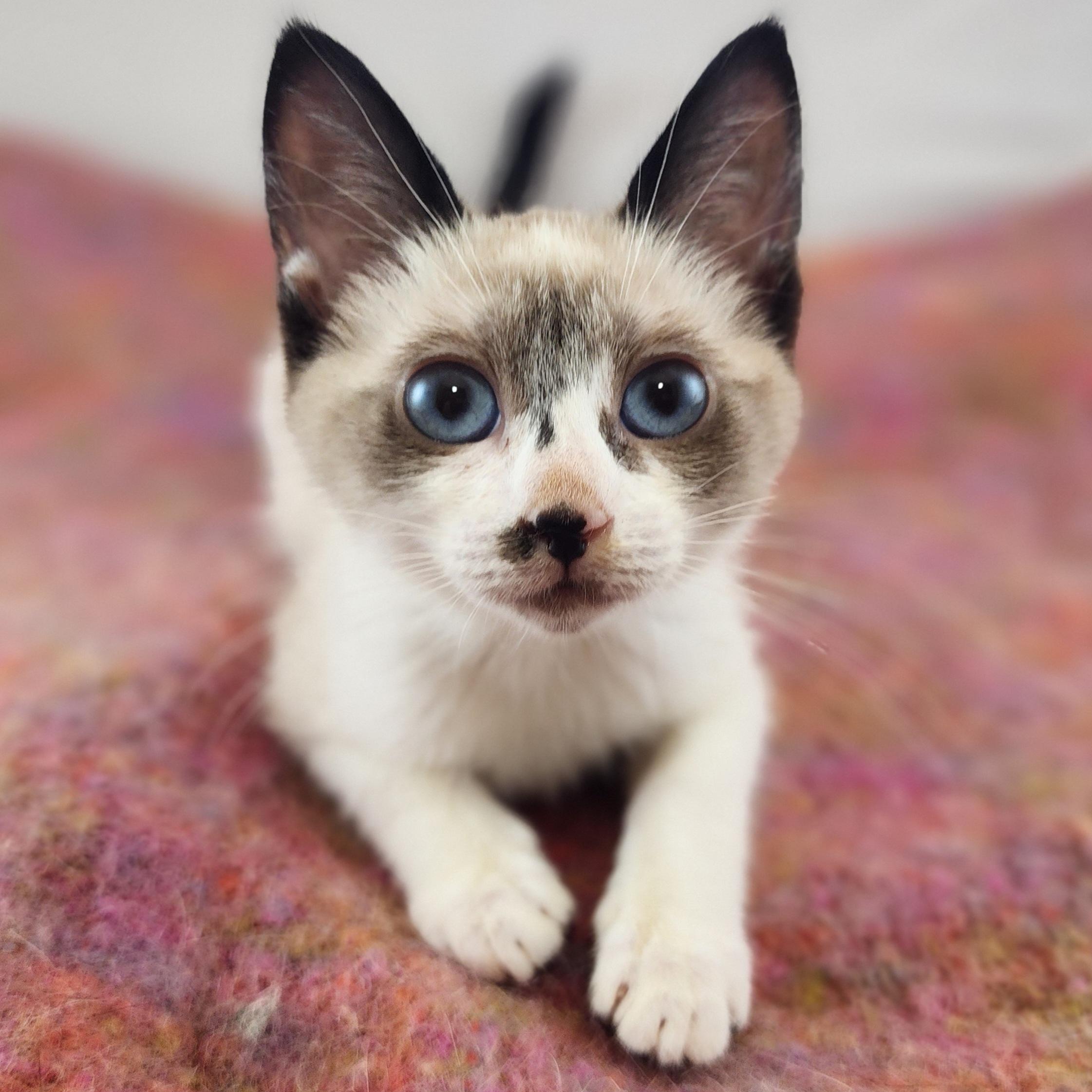 Blanche, adopted, Kitten Female Siamese & Domestic Short Hair.