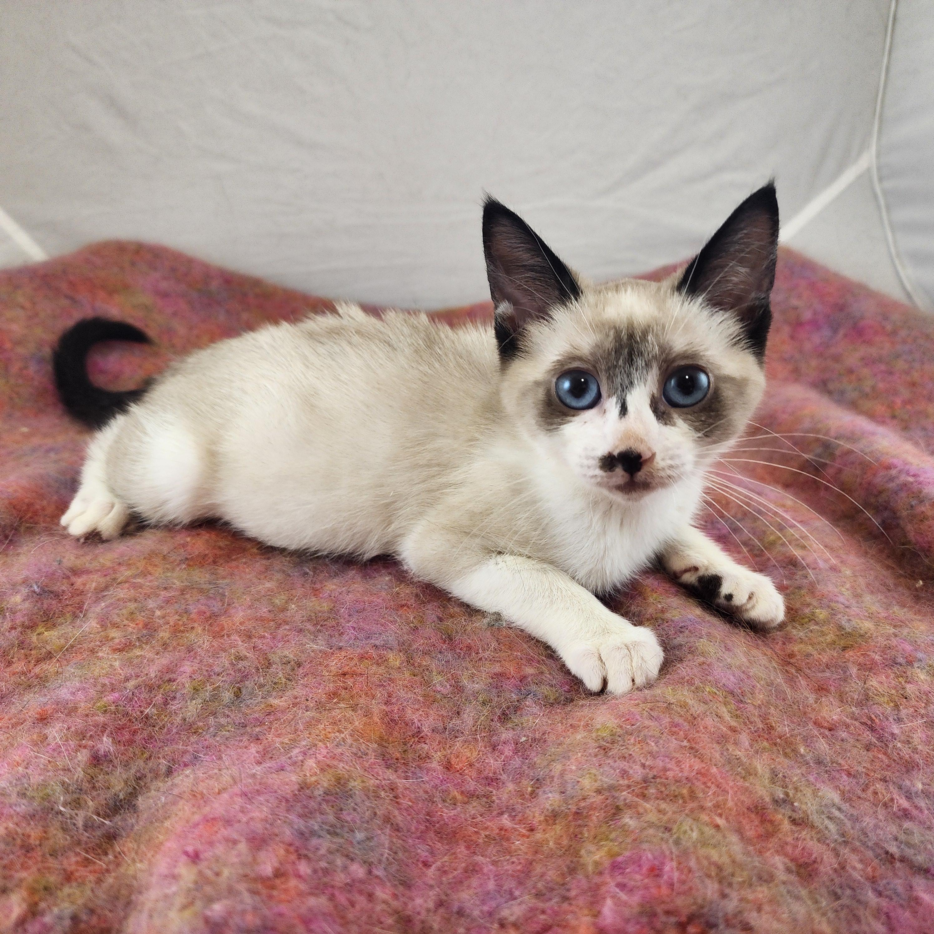 Enlarge Blanche, an adopted mixed breed in New York, NY image 5/6