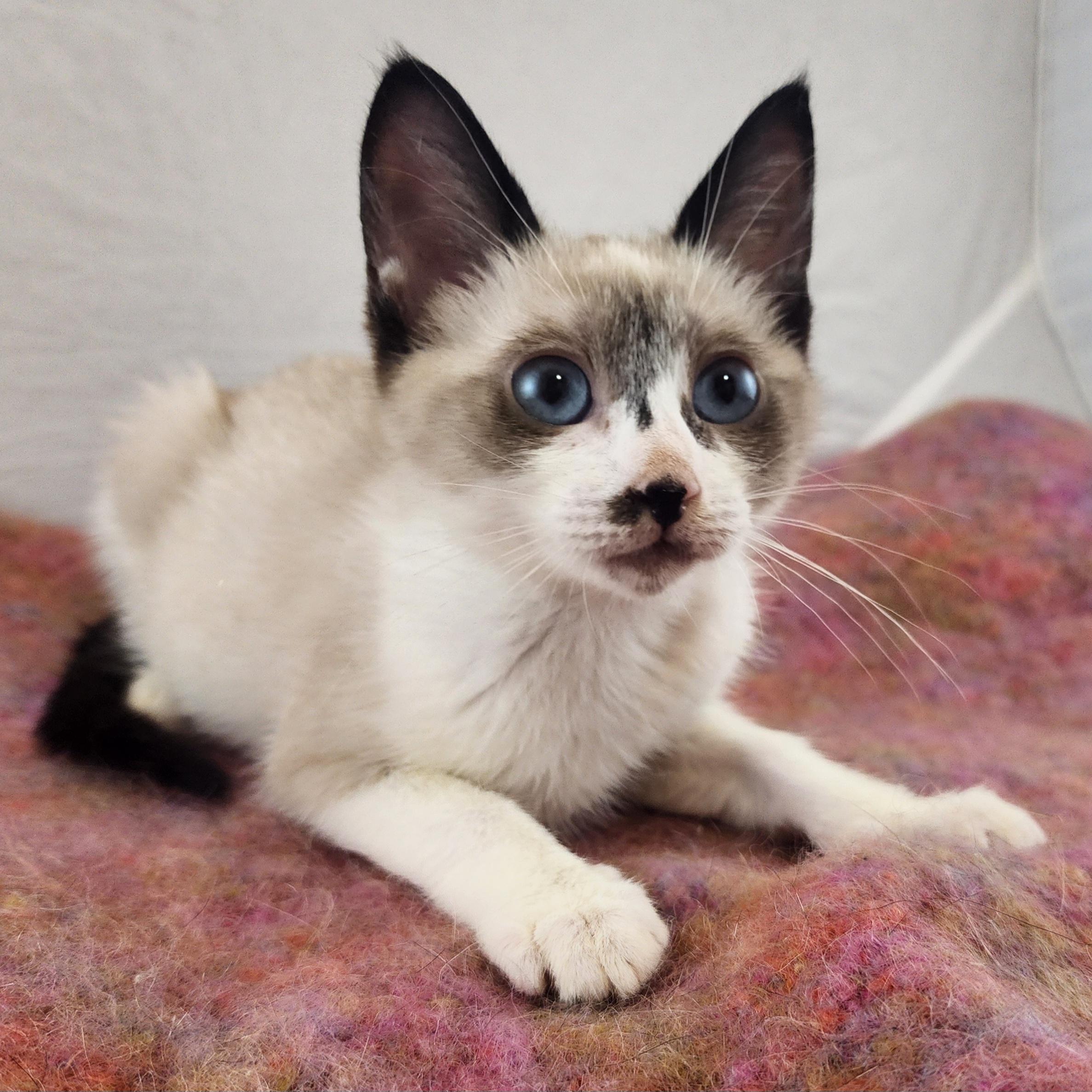 Enlarge Blanche, an adopted mixed breed in New York, NY image 6/6