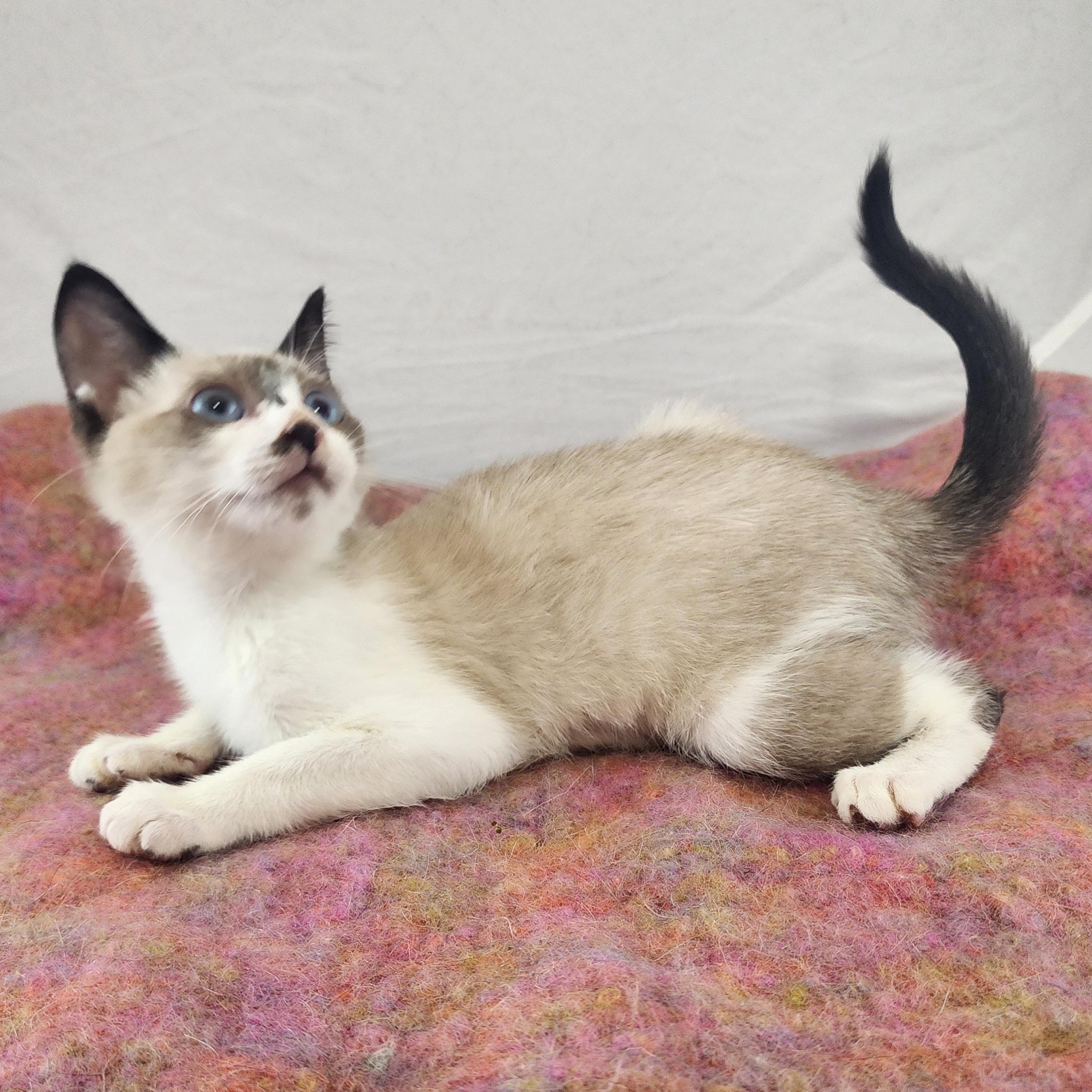 Enlarge Blanche, an adopted mixed breed in New York, NY image 3/6