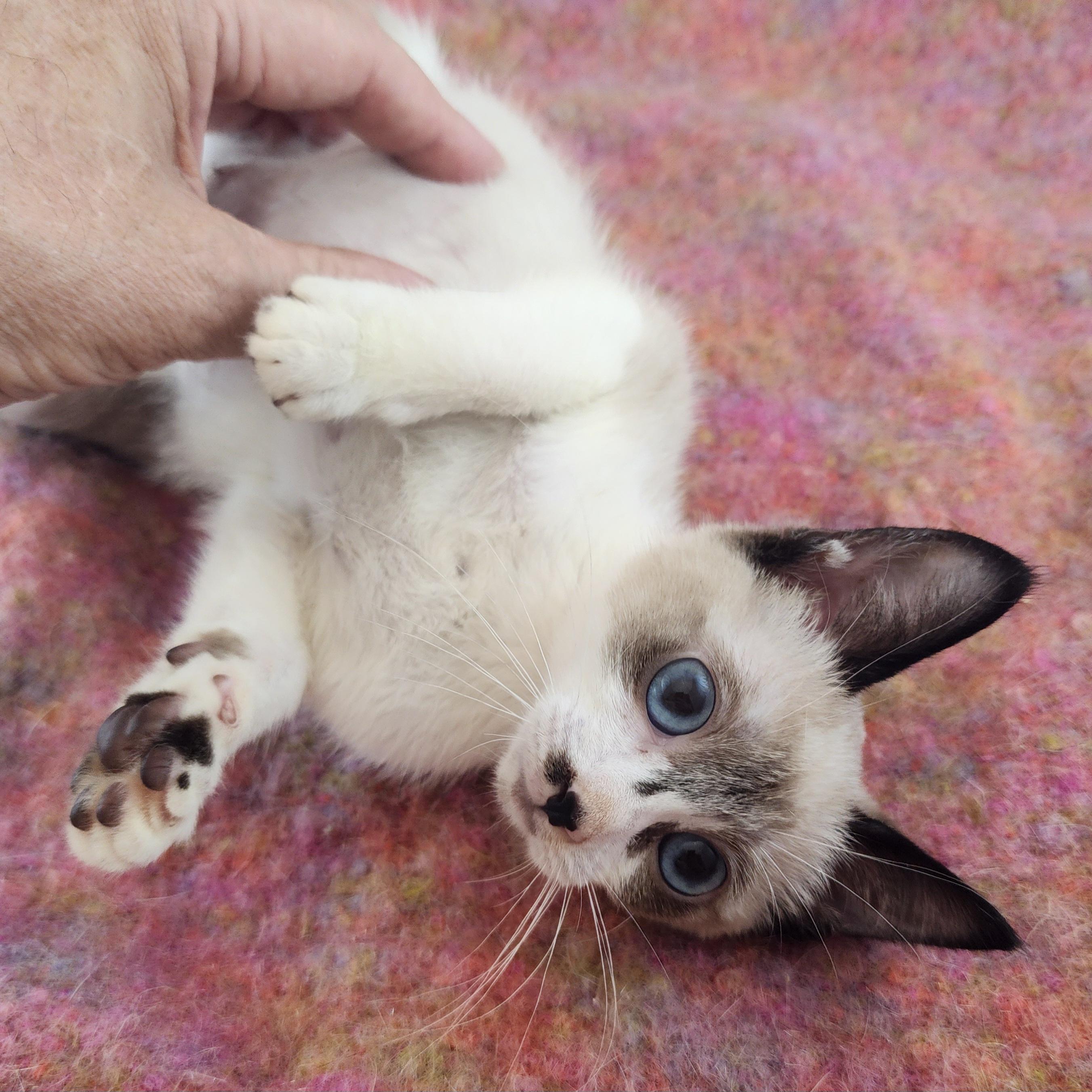 Enlarge Blanche, an adopted mixed breed in New York, NY image 2/6