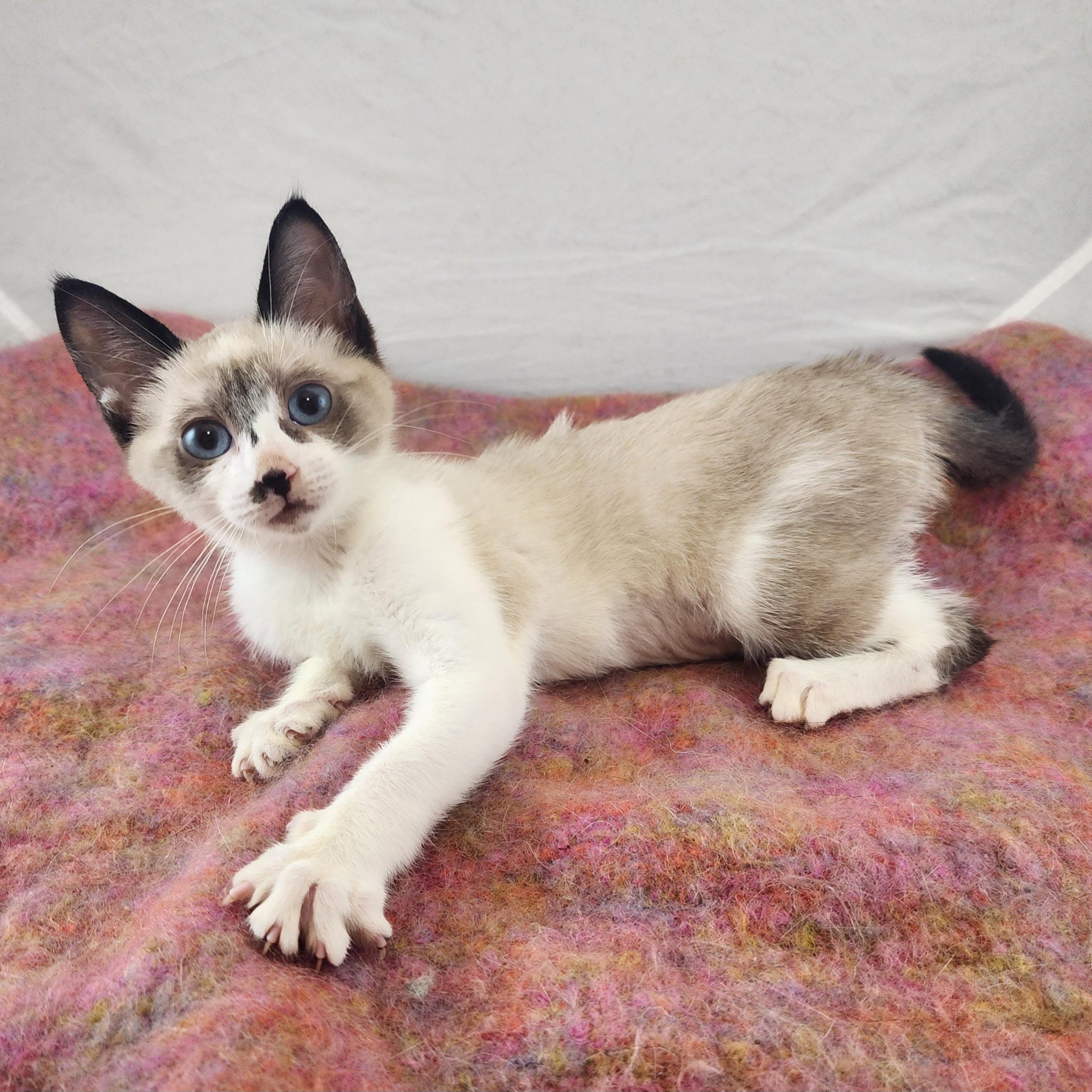 Enlarge Blanche, an adopted mixed breed in New York, NY image 4/6