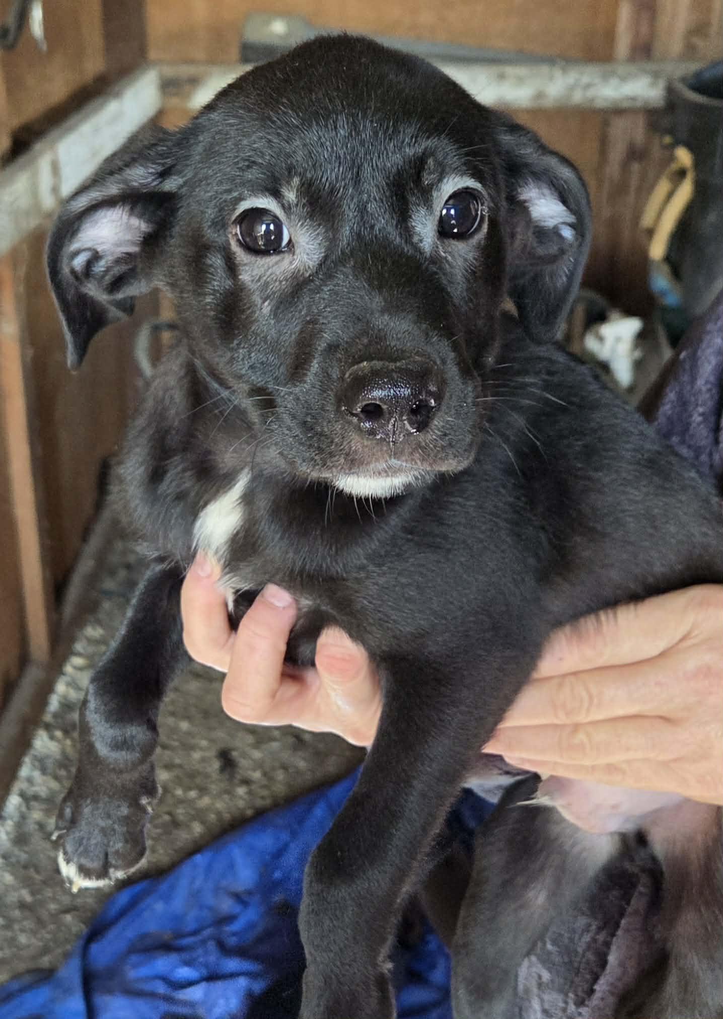 Enlarge Bobby Boo, a ADOPTABLE mixed breed in Woodland, CA image 1/1