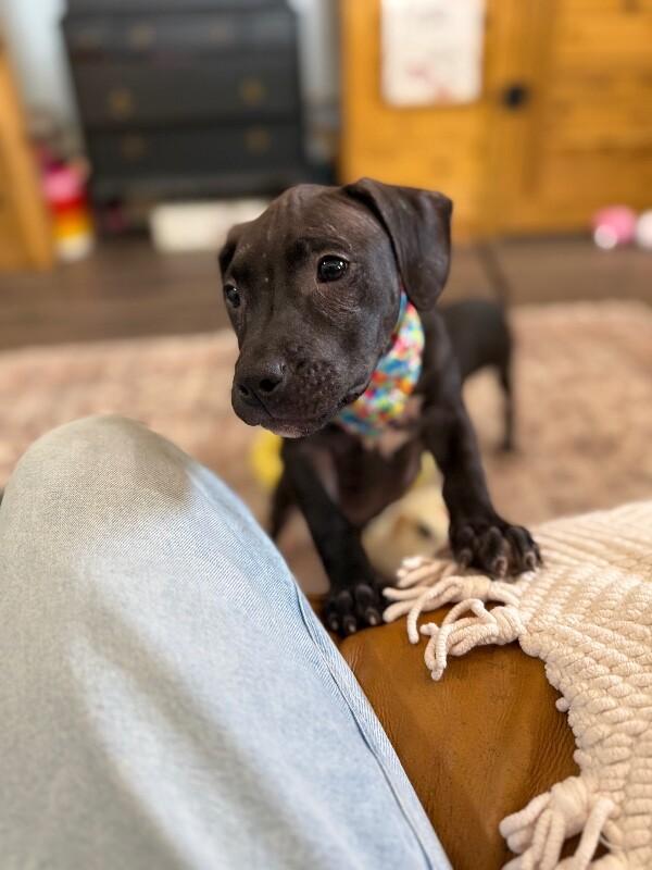 Maran Chick — thumbnail 4