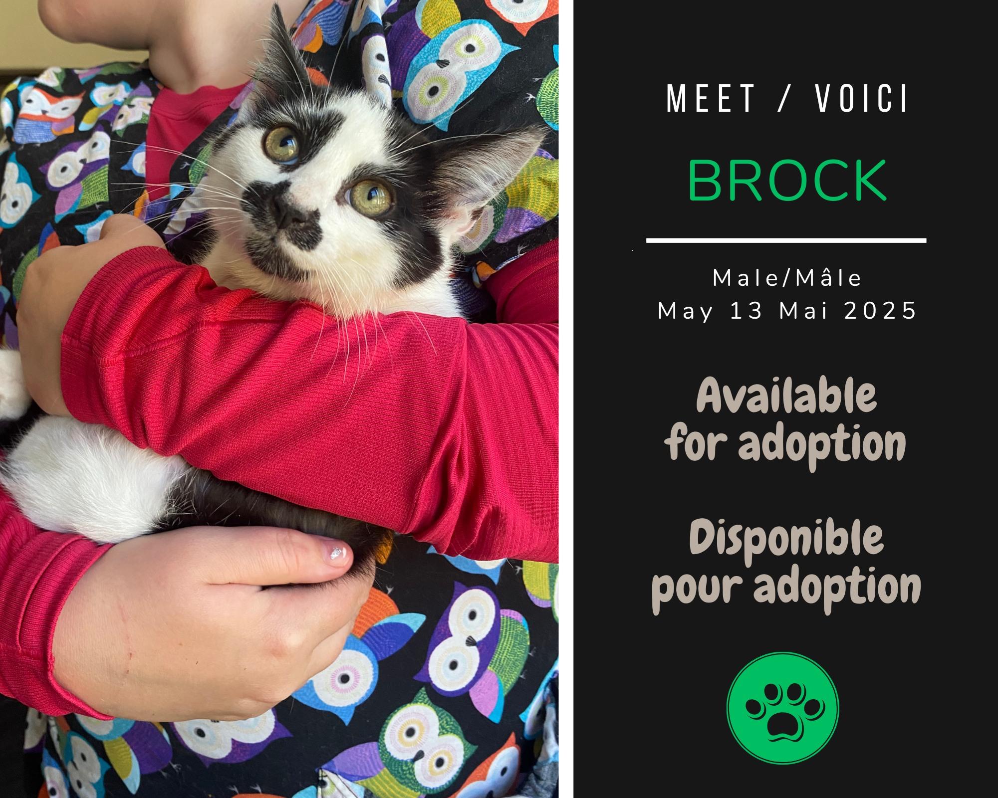 Enlarge Brock, a Adoptable Domestic Short Hair in Dsl De Drummond, NB image 1/1