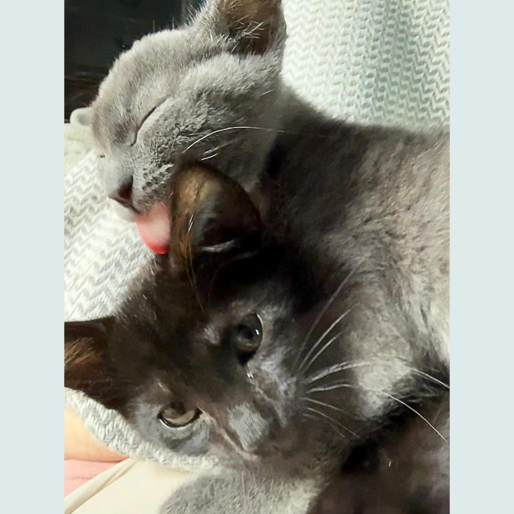Eleanor Rigby, Adoptable, Kitten Female Domestic Short Hair.