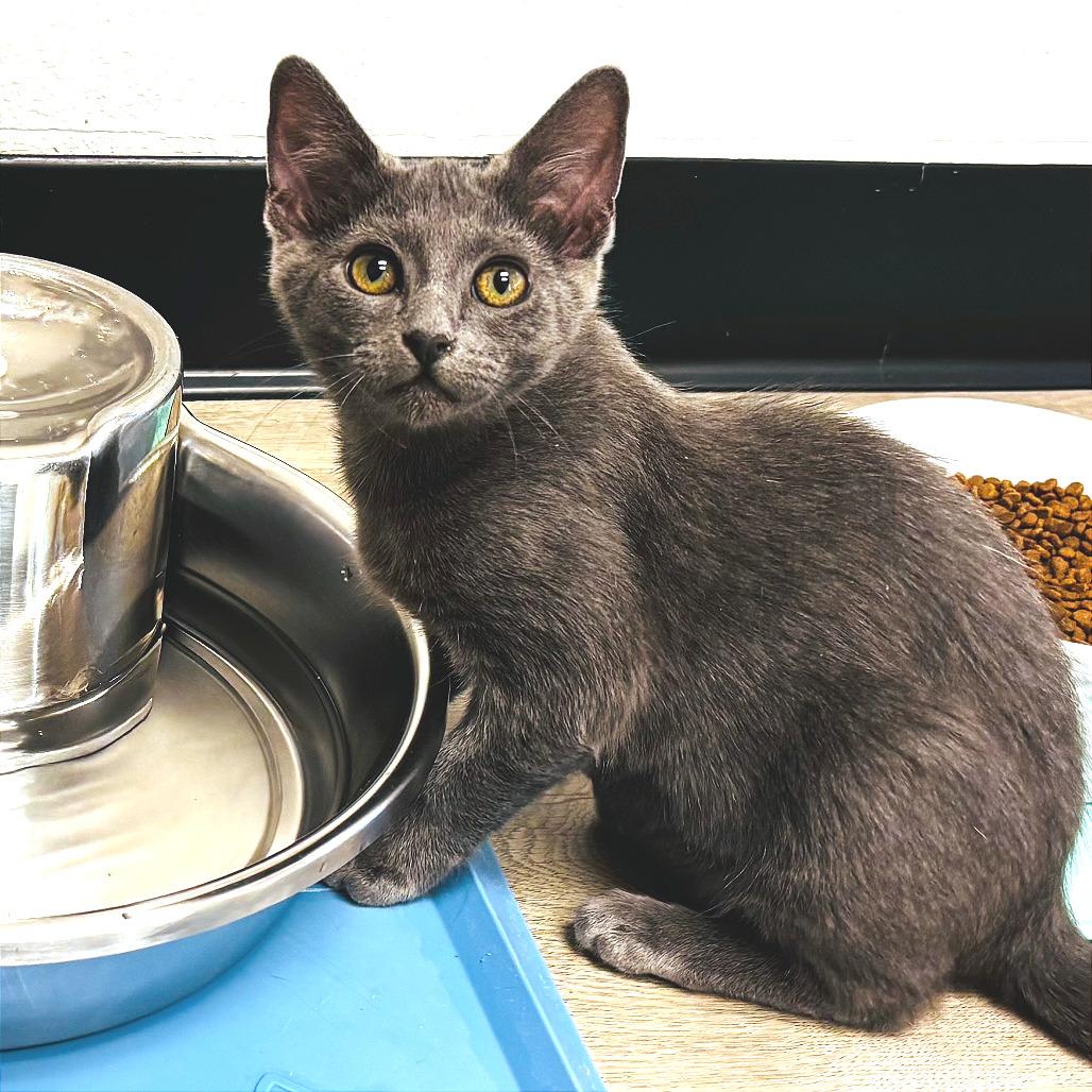 Enlarge Eleanor Rigby, a Adoptable Domestic Short Hair in Pleasant Hill, CA image 2/3