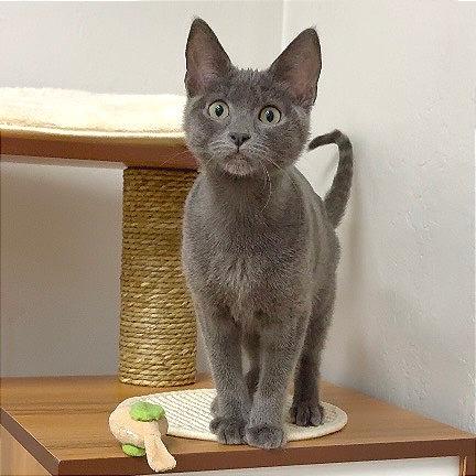 Enlarge Eleanor Rigby, a Adoptable Domestic Short Hair in Pleasant Hill, CA image 2/6