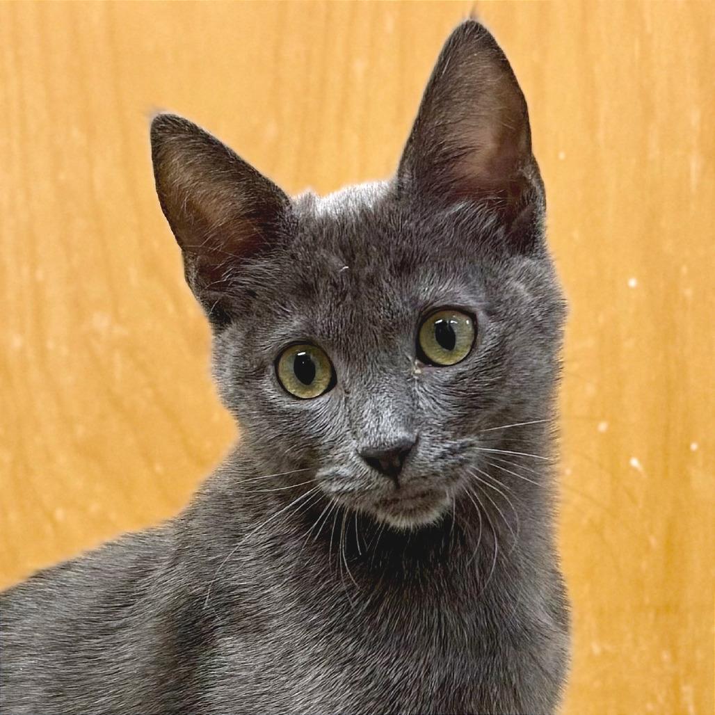 Enlarge Eleanor Rigby, a Adoptable Domestic Short Hair in Pleasant Hill, CA image 3/6