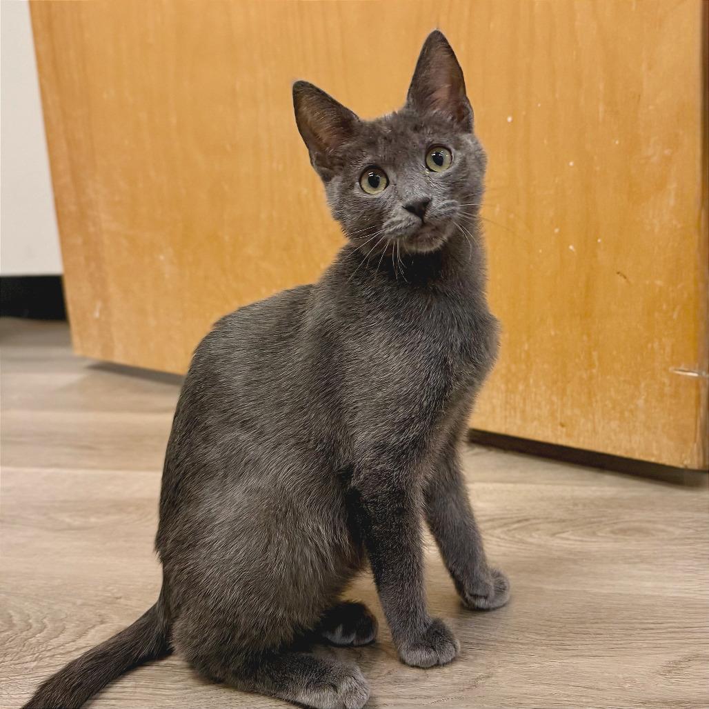 Enlarge Eleanor Rigby, a Adoptable Domestic Short Hair in Pleasant Hill, CA image 4/6