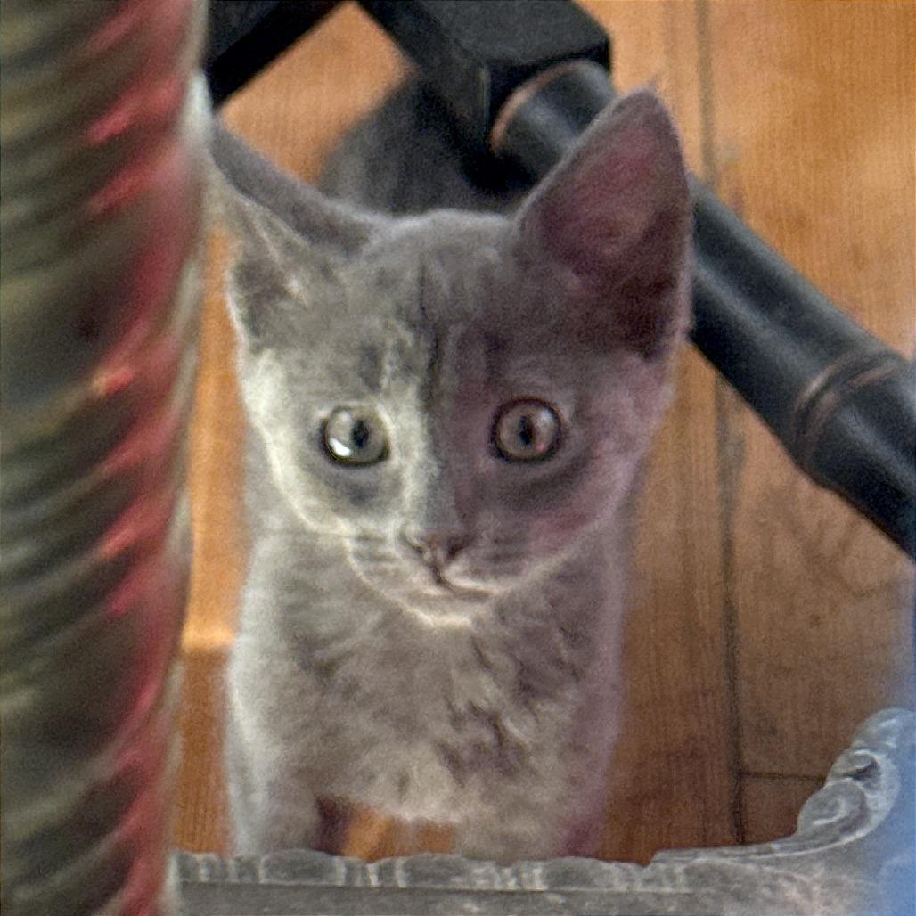 Enlarge Eleanor Rigby, a Adoptable Domestic Short Hair in Pleasant Hill, CA image 3/3