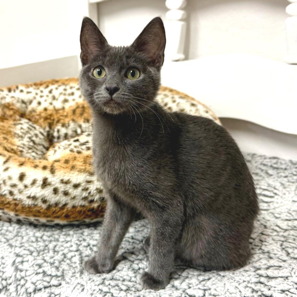Enlarge Eleanor Rigby, a Adoptable Domestic Short Hair in Pleasant Hill, CA image 5/6