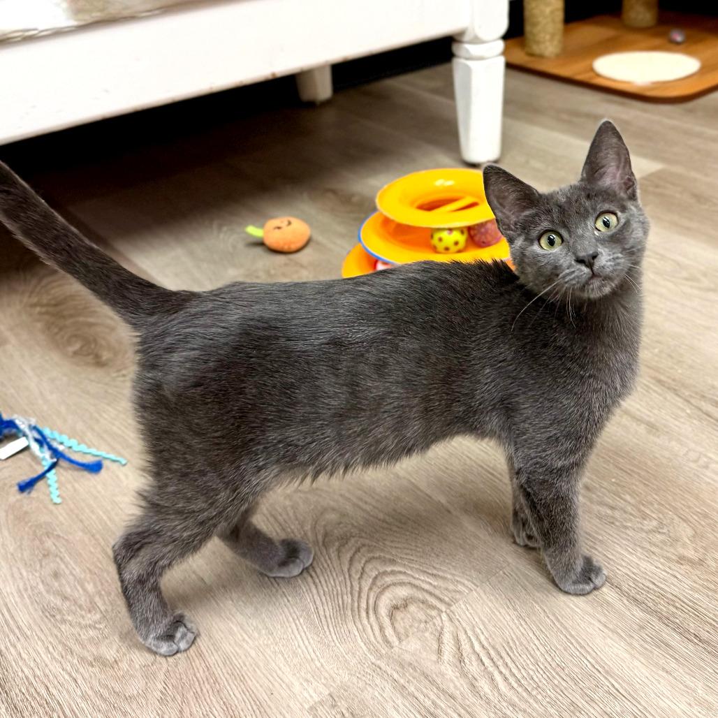 Enlarge Eleanor Rigby, a Adoptable Domestic Short Hair in Pleasant Hill, CA image 6/6