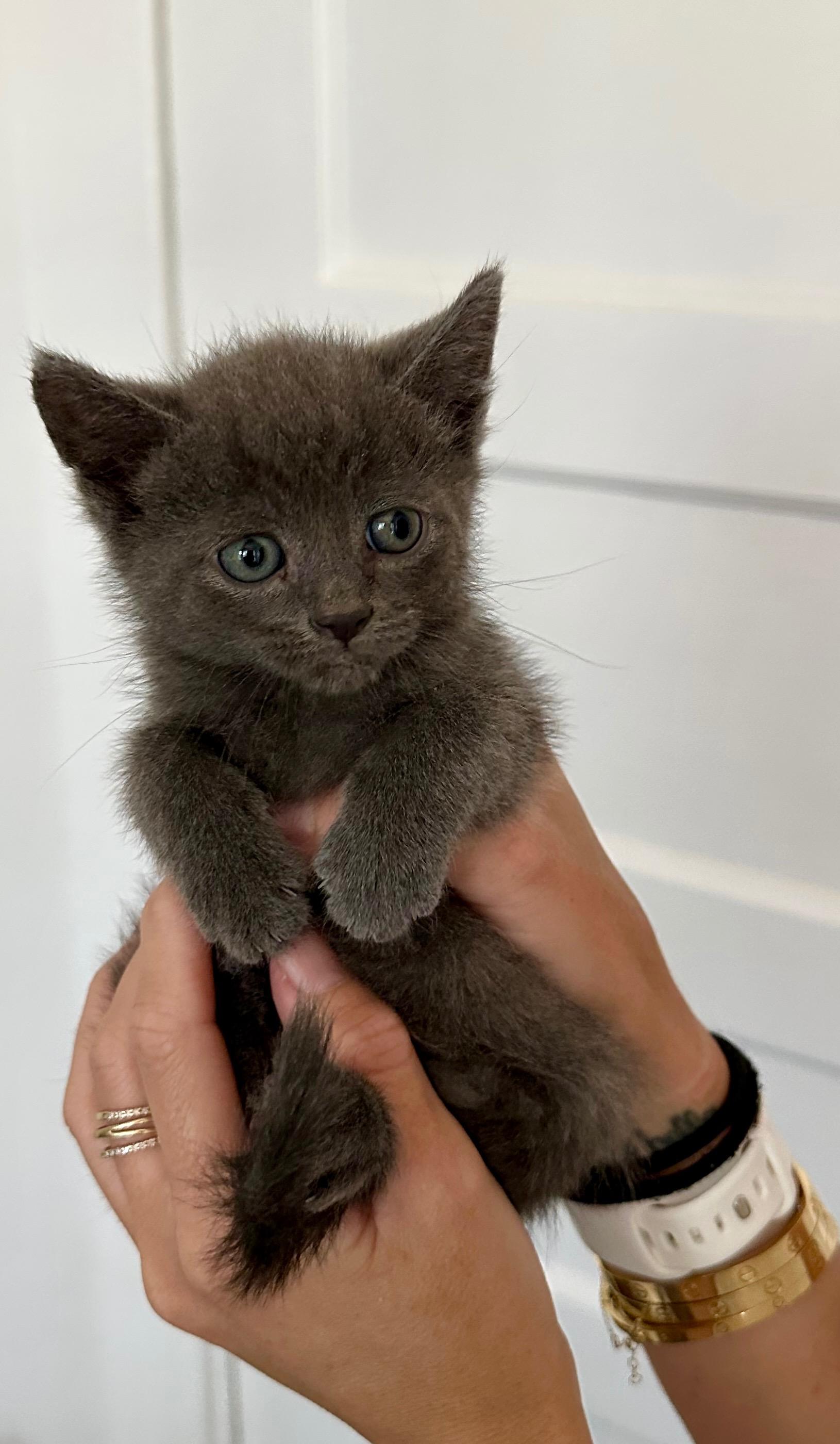 Four kittens, an adopted mixed breed in Stamford, CT image 2/6