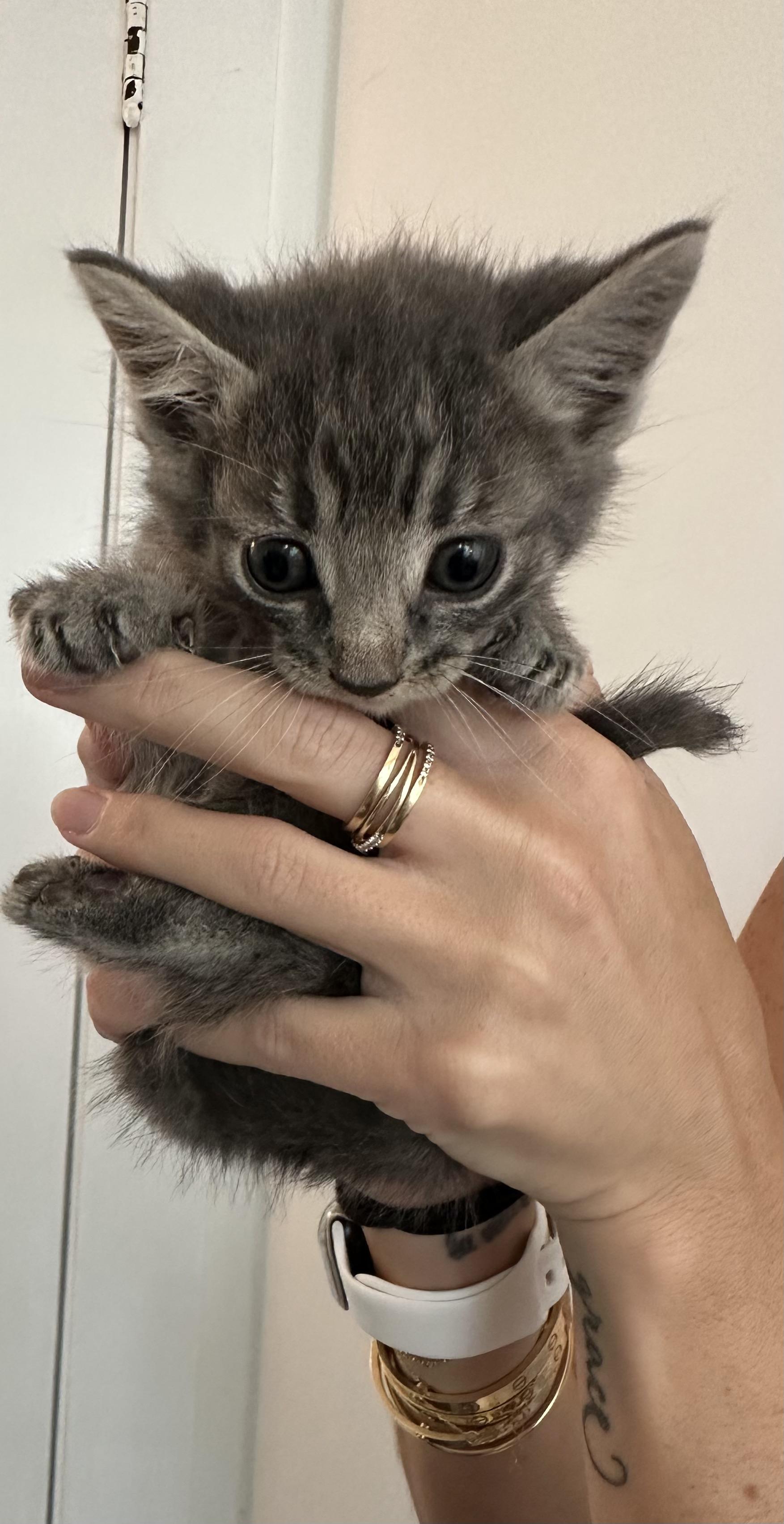 Four kittens, an adopted mixed breed in Stamford, CT image 3/6
