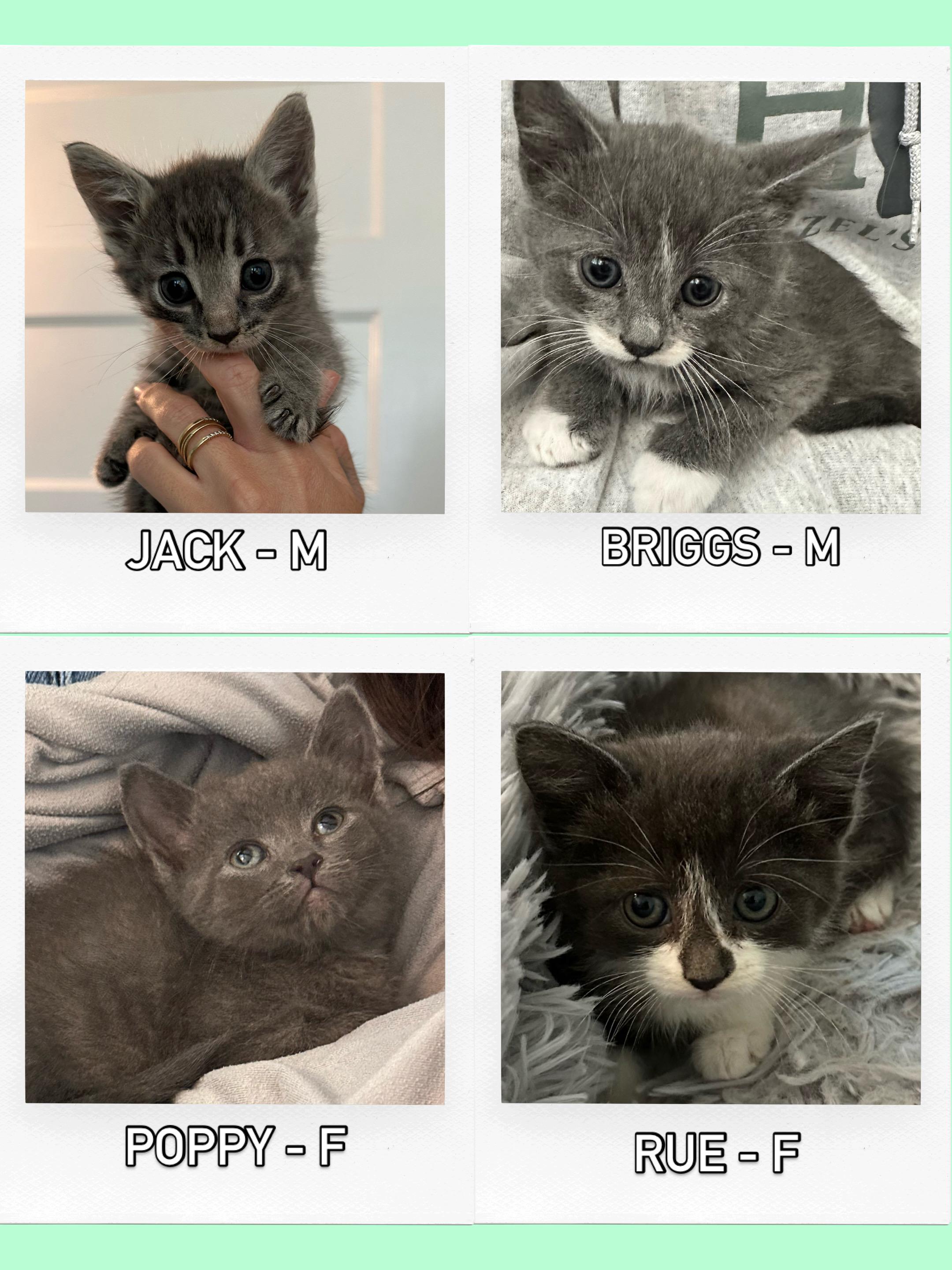 Four kittens, an adopted mixed breed in Stamford, CT image 6/6