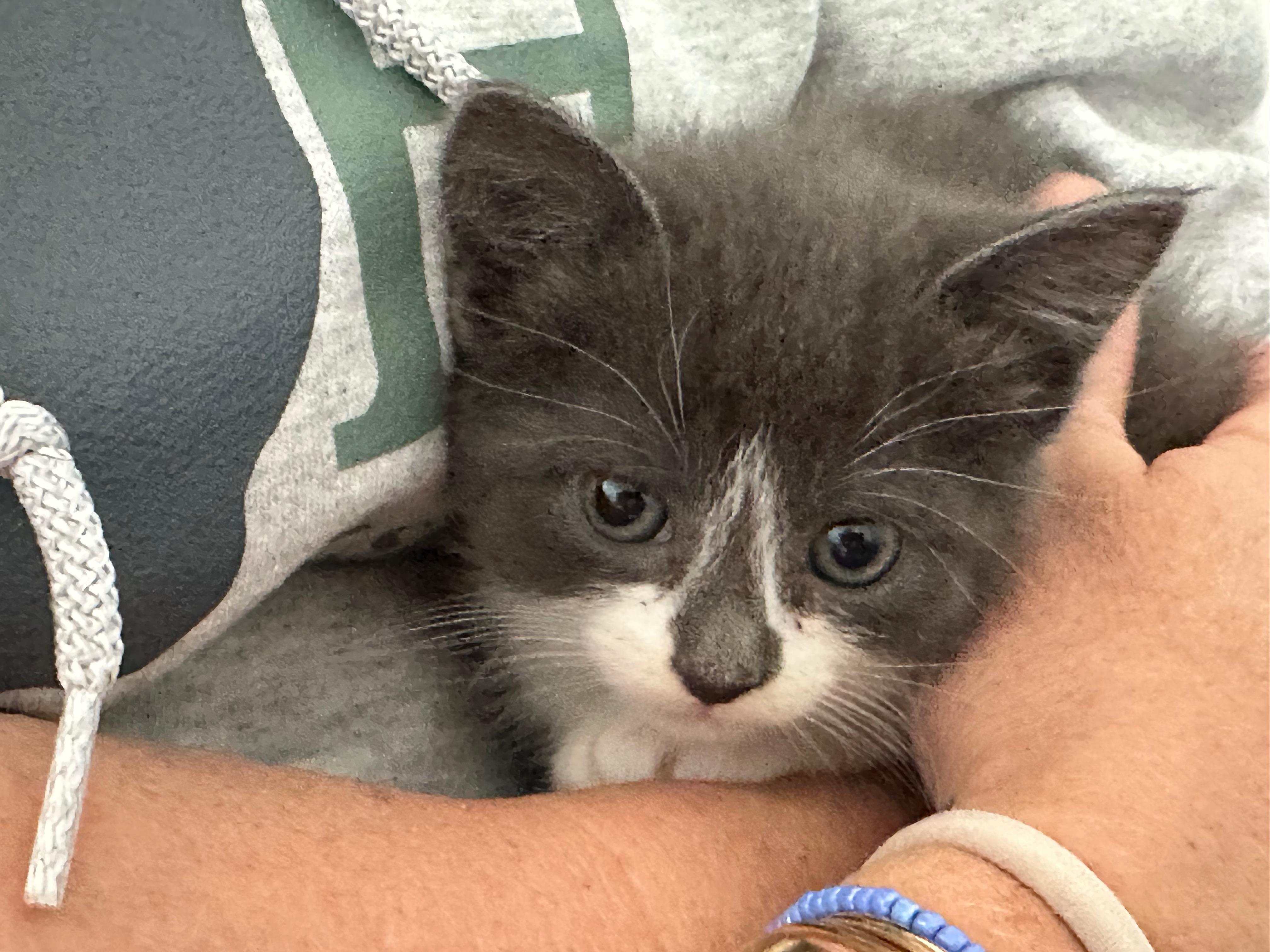 Four kittens, adopted, Kitten Male Domestic Short Hair.