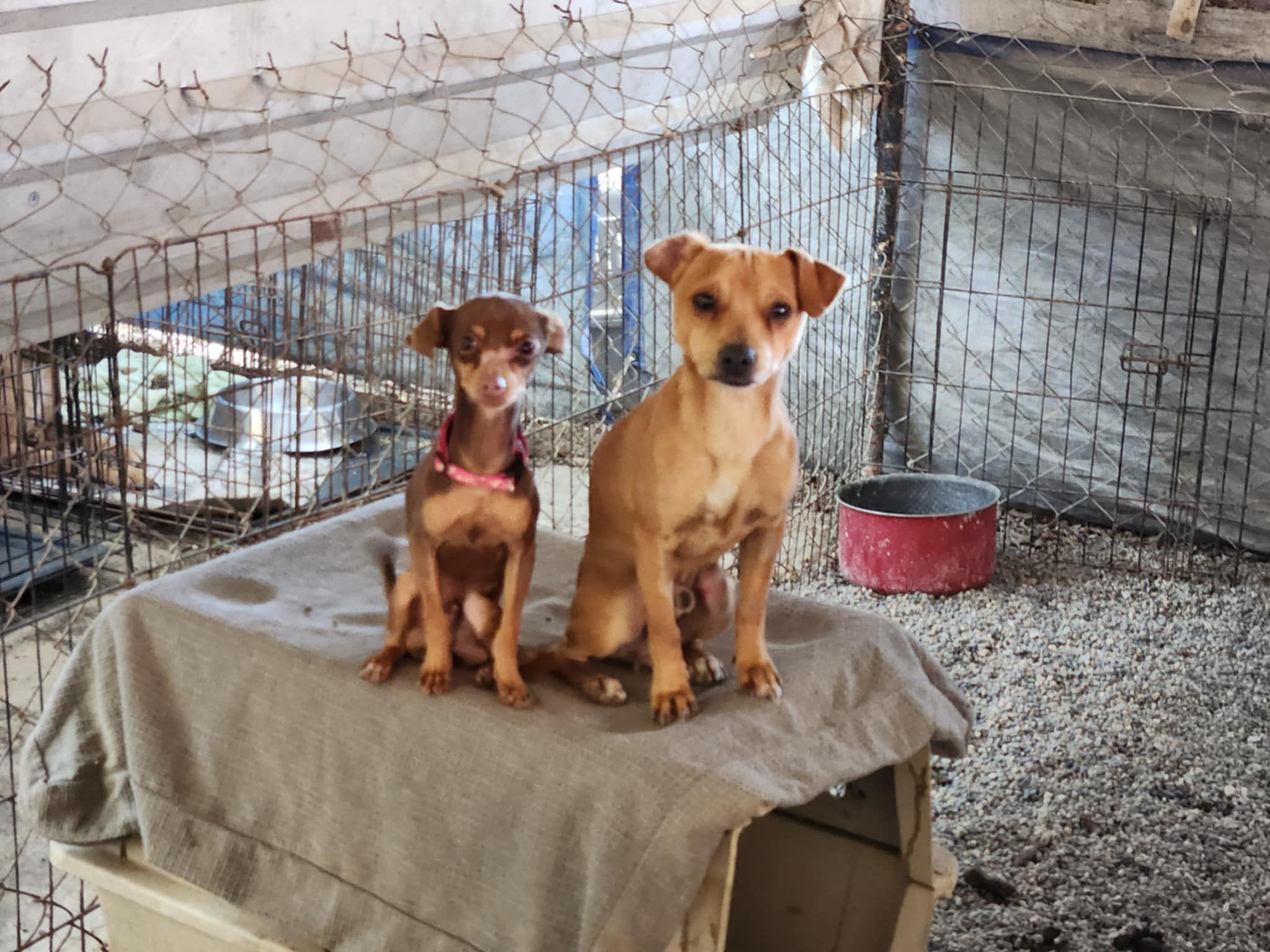 Birote, an adoptable Mixed Breed in EL COLORADO, JAL, 48265 | Photo Image 1