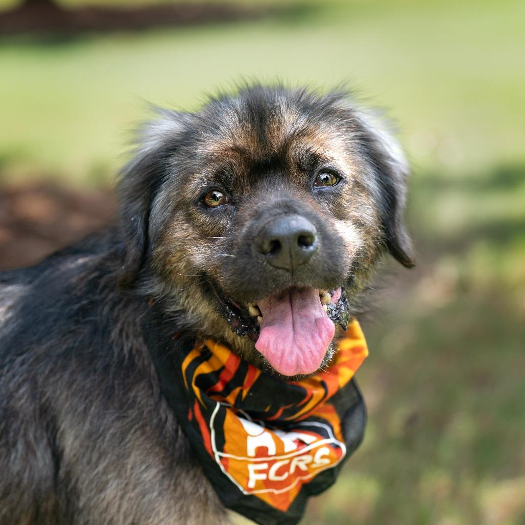 Benji, Adoptable, Adult Male Terrier & Mixed Breed.