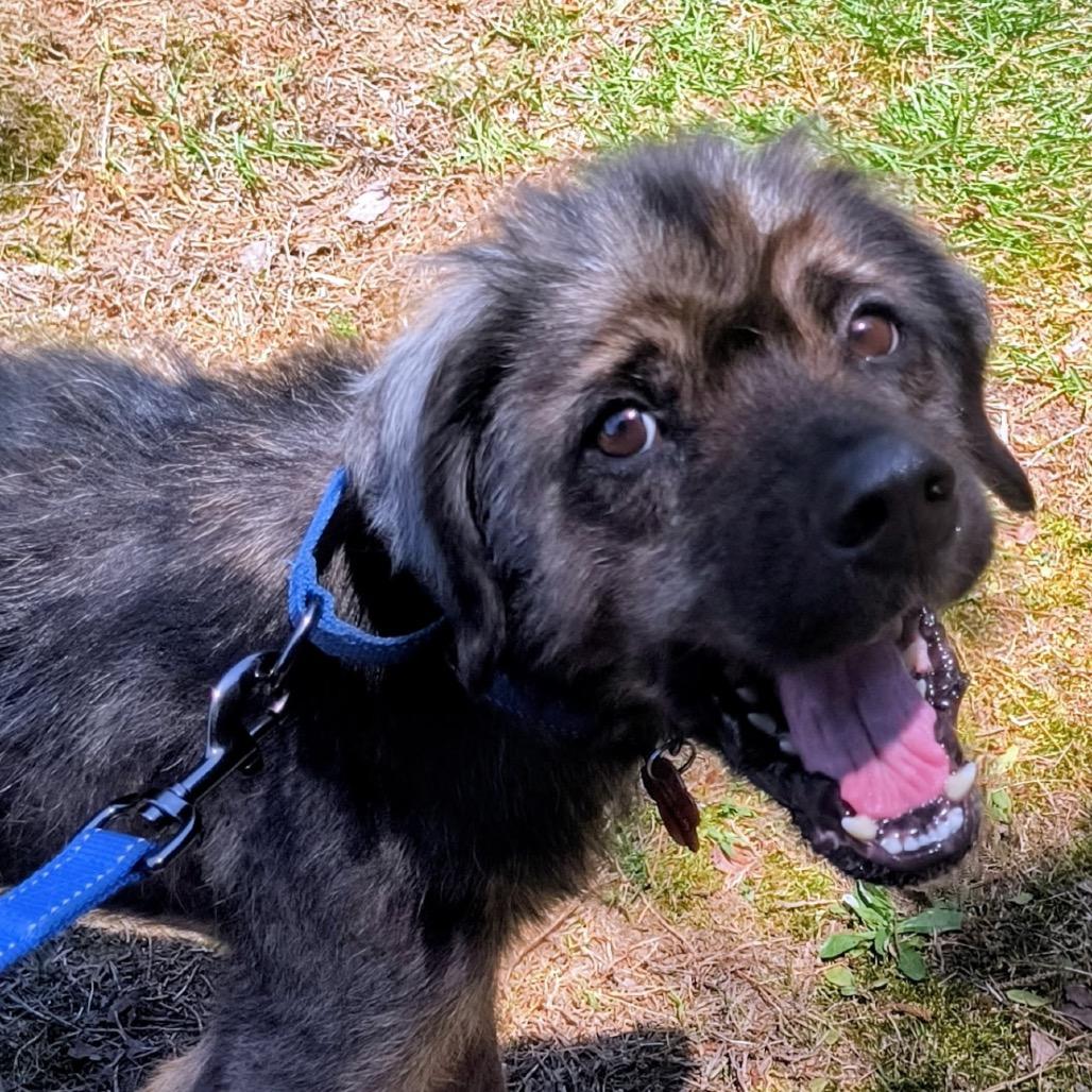 Enlarge Benji, a Adoptable mixed breed in Bessemer, AL image 2/6