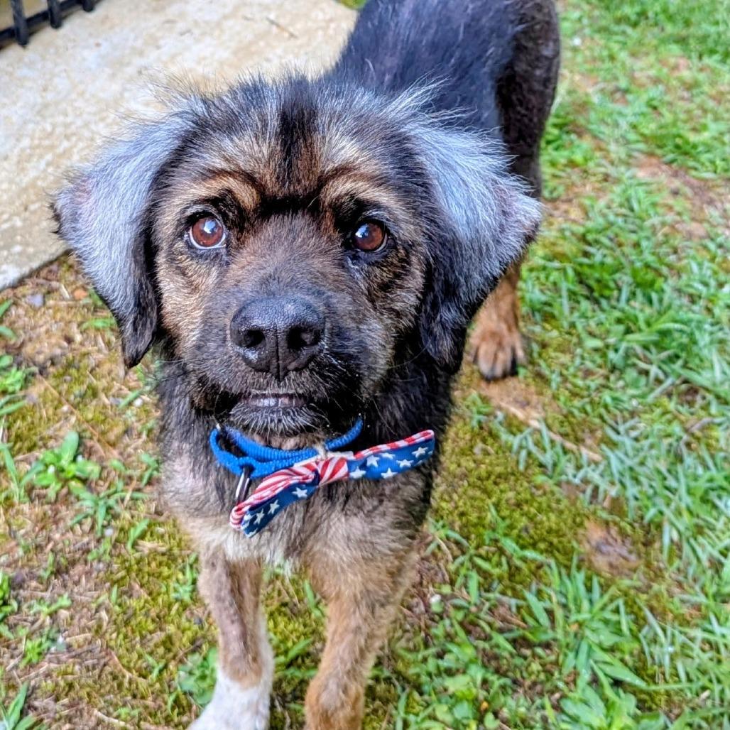 Enlarge Benji, a Adoptable mixed breed in Bessemer, AL image 3/6
