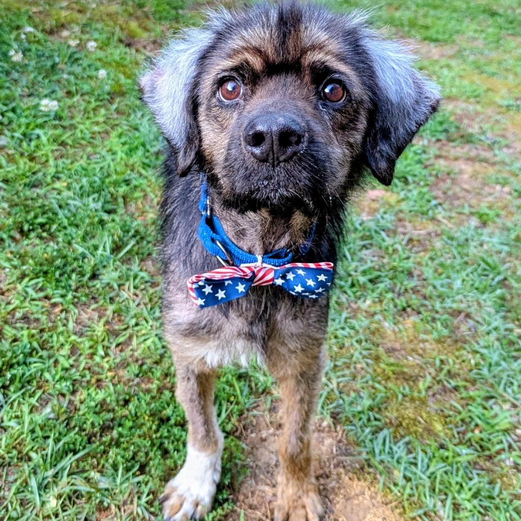 Enlarge Benji, a Adoptable mixed breed in Bessemer, AL image 4/6
