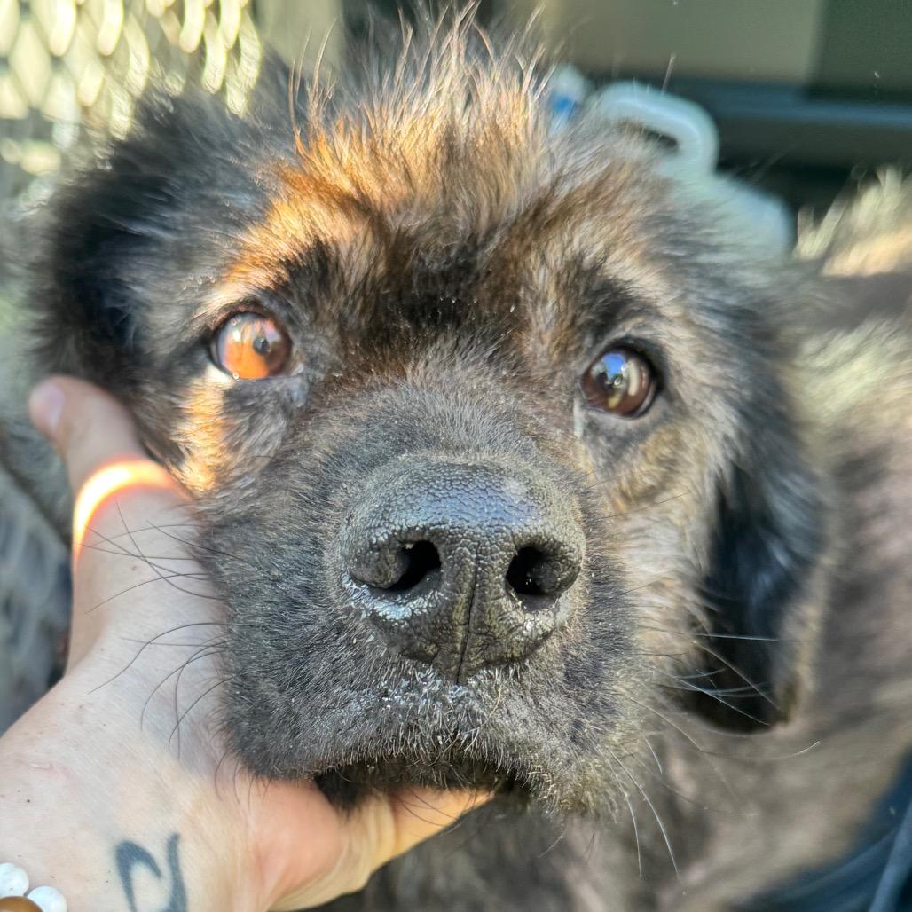 Enlarge Benji, a Adoptable mixed breed in Bessemer, AL image 5/6
