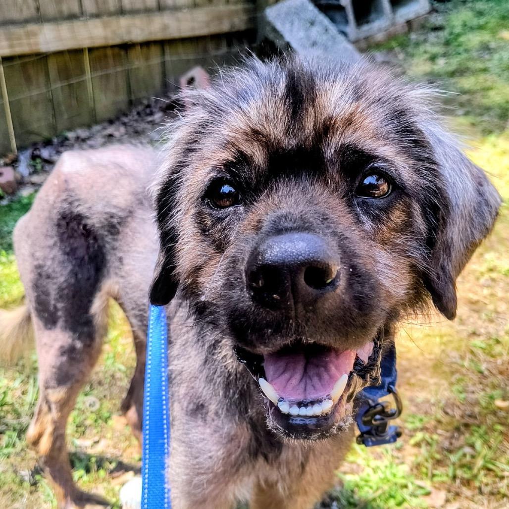 Enlarge Benji, a Adoptable mixed breed in Bessemer, AL image 6/6