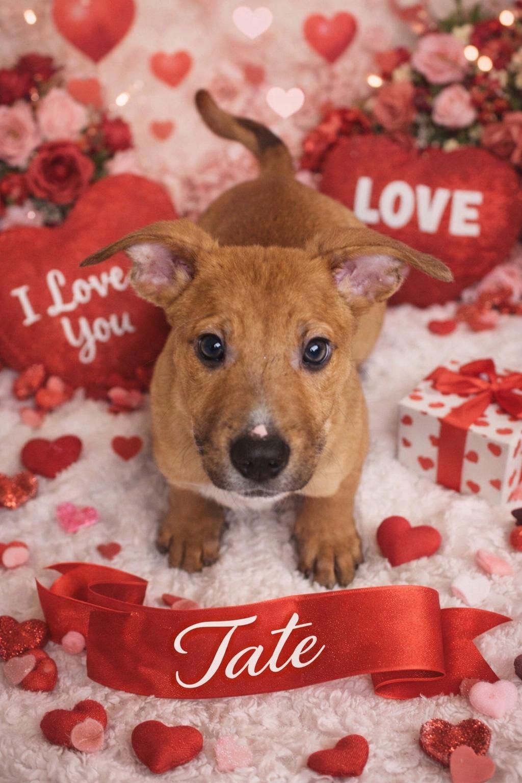 Tate, ADOPTABLE, Puppy Male Mixed Breed.