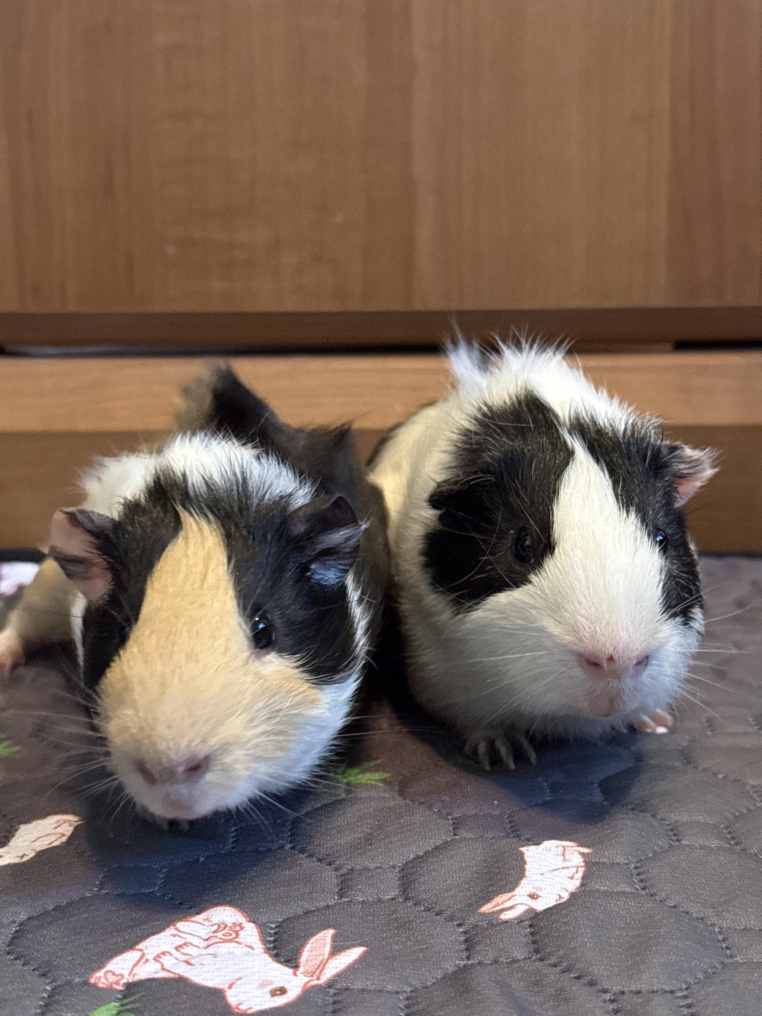 Enlarge Merry & Pippin , a ADOPTABLE Guinea Pig in long beach, CA image 2/5