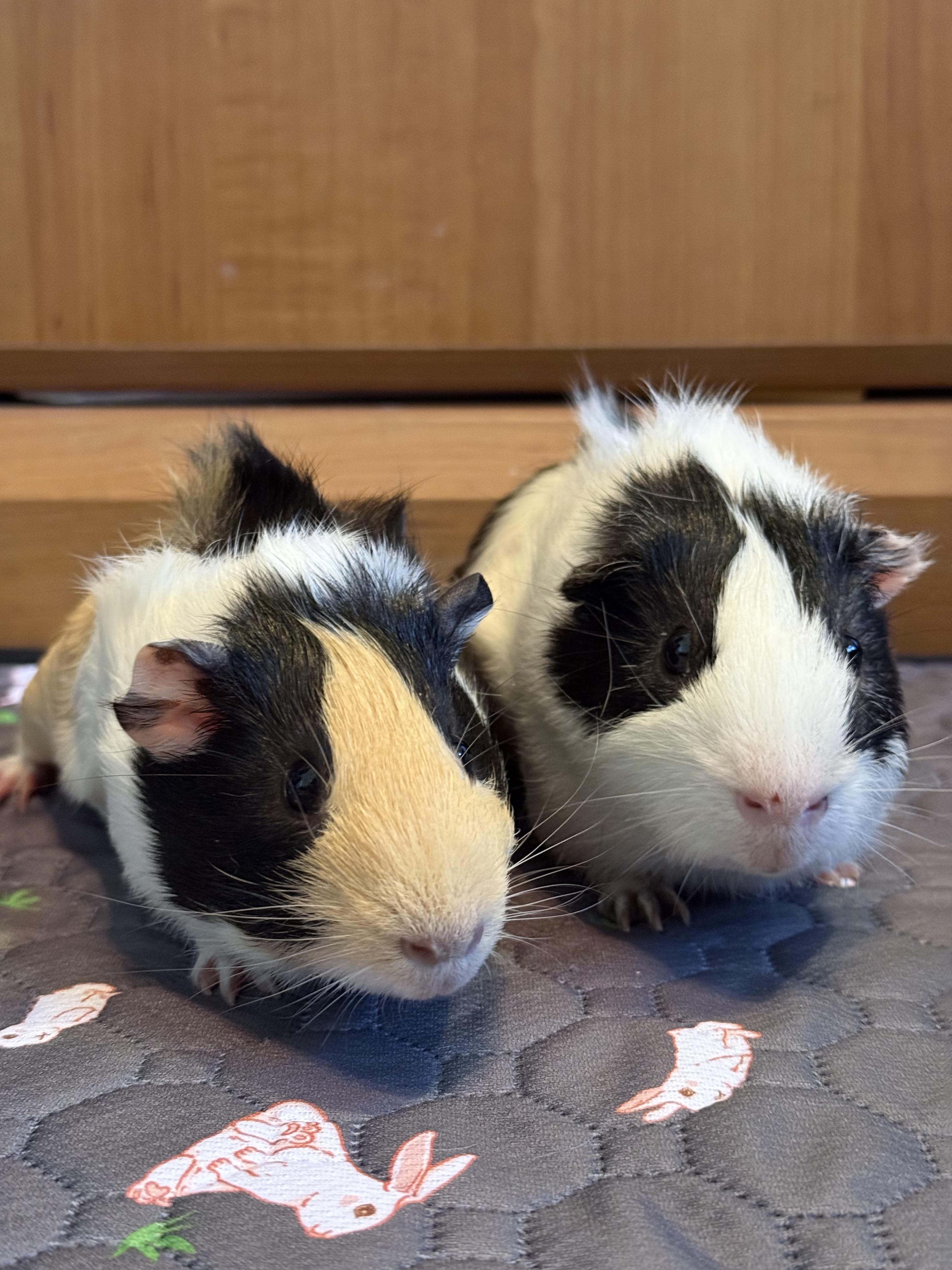 Enlarge Merry & Pippin , a ADOPTABLE Guinea Pig in long beach, CA image 4/5