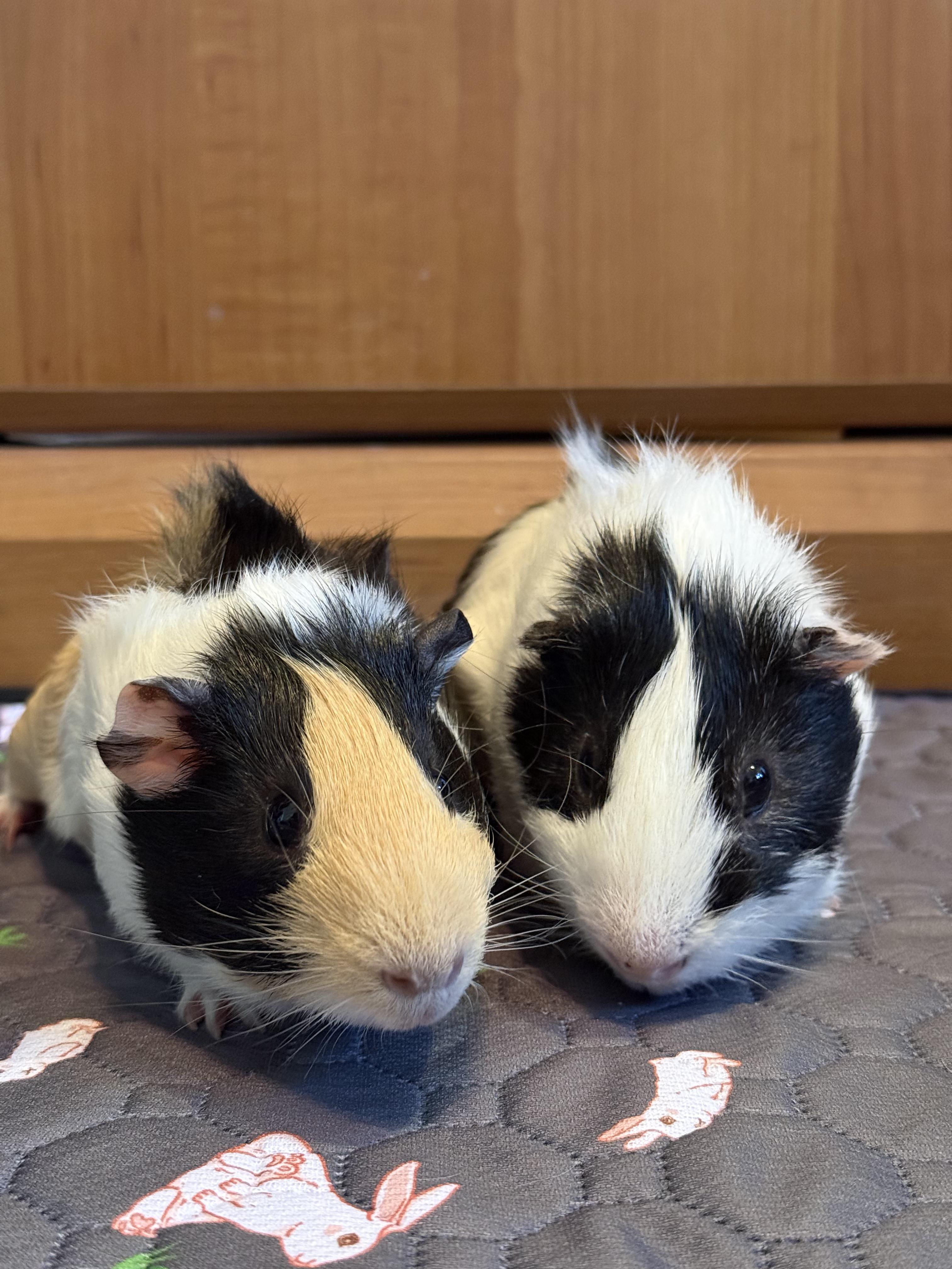 Enlarge Merry & Pippin , a ADOPTABLE Guinea Pig in long beach, CA image 3/5