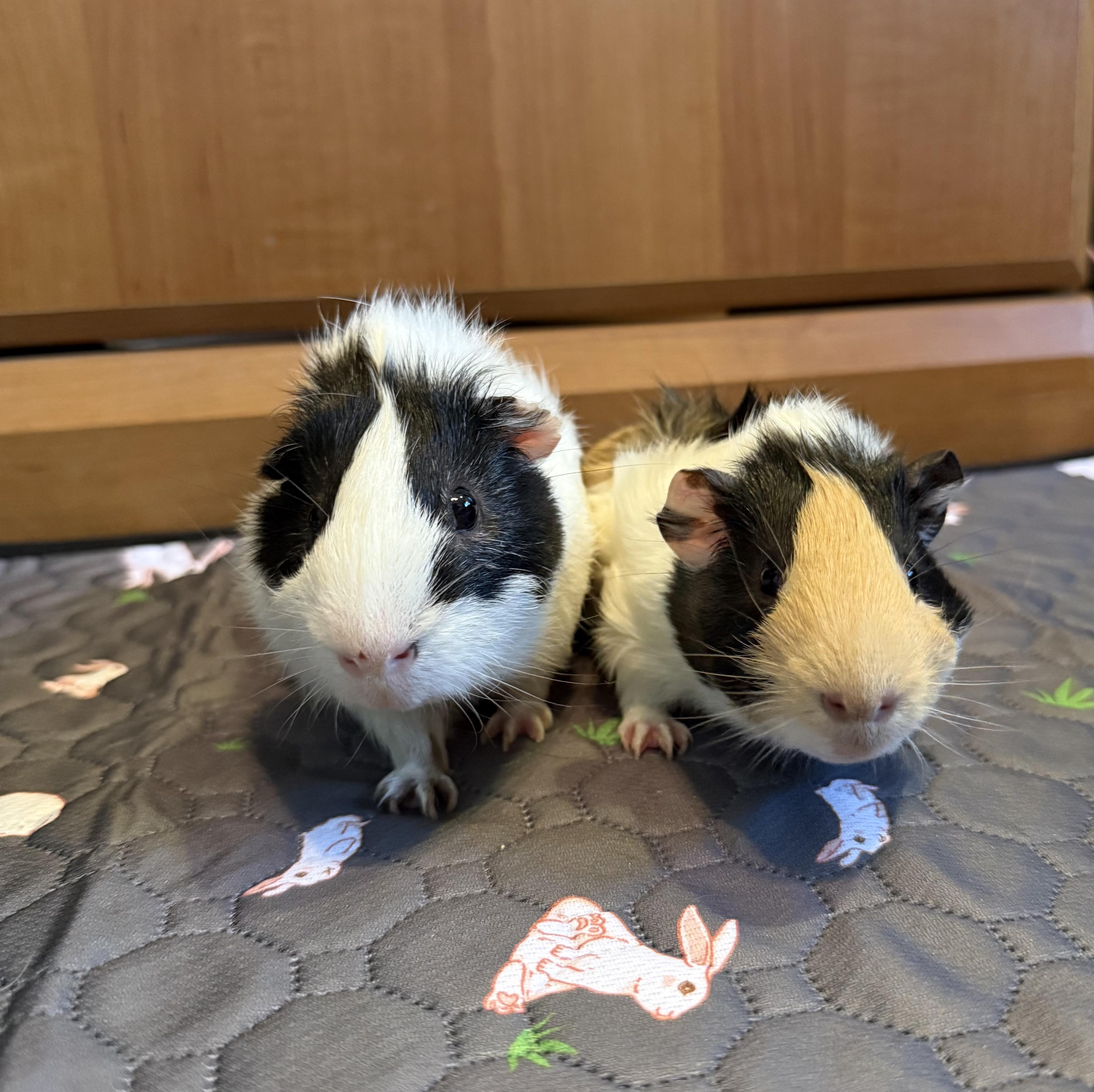 Enlarge Merry & Pippin , a ADOPTABLE Guinea Pig in long beach, CA image 1/5